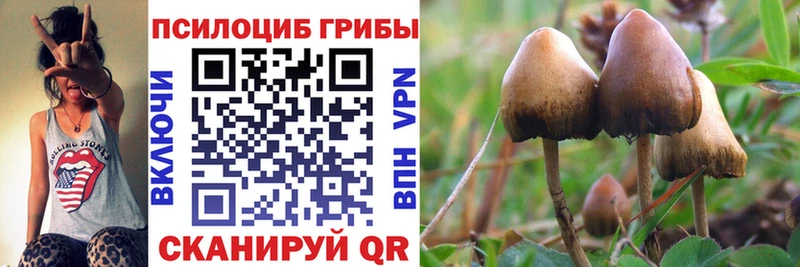 Купить  Пласт  Псилоцибиновые грибы Psilocybe 